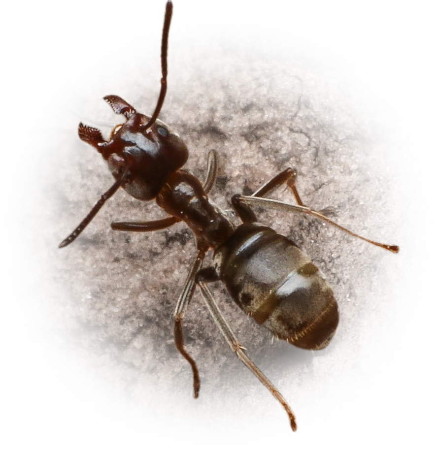 Scientific illustration of Liometopum apiculatum (Escamolera Ant) - showing key identification features including head, thorax, and gaster.