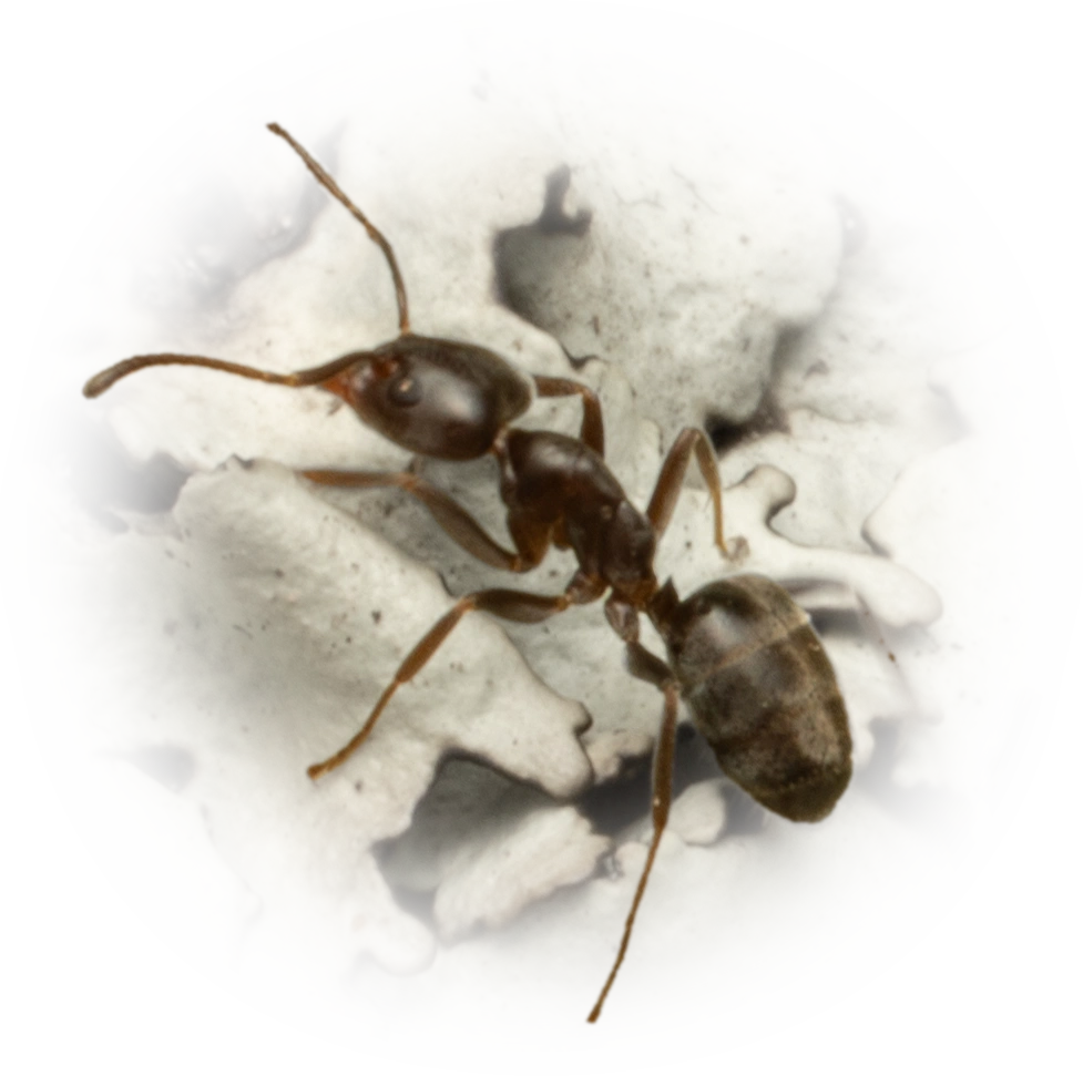 Scientific illustration of Liometopum luctuosum ant - showing key identification features including head, thorax, and gaster.