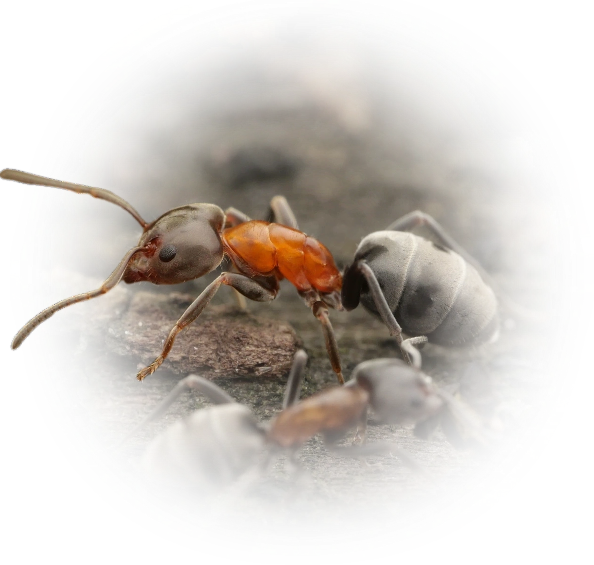 Scientific illustration of Liometopum microcephalum (Small-headed tree ant) - showing key identification features including head, thorax, and gaster.