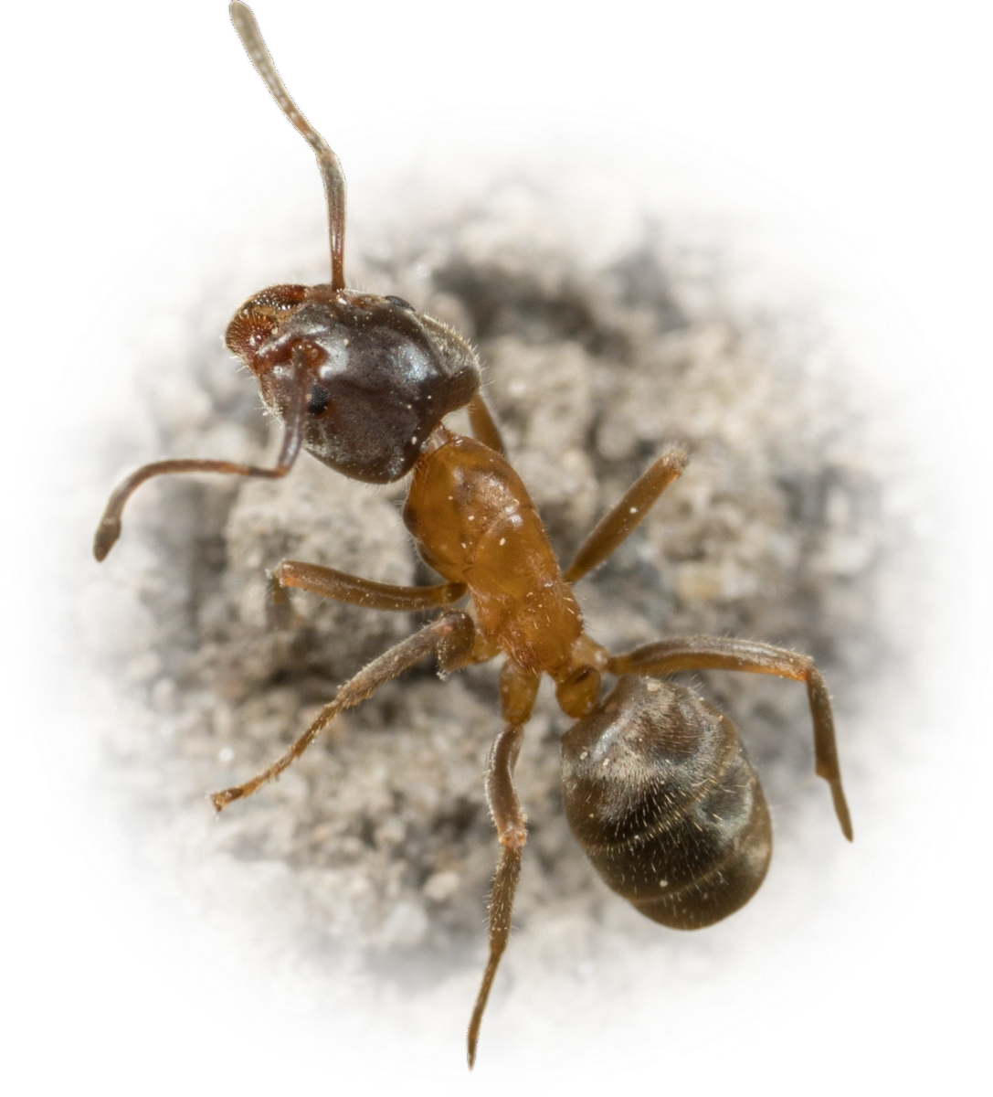 Scientific illustration of Liometopum occidentale (Western Velvety Tree Ant) - showing key identification features including head, thorax, and gaster.