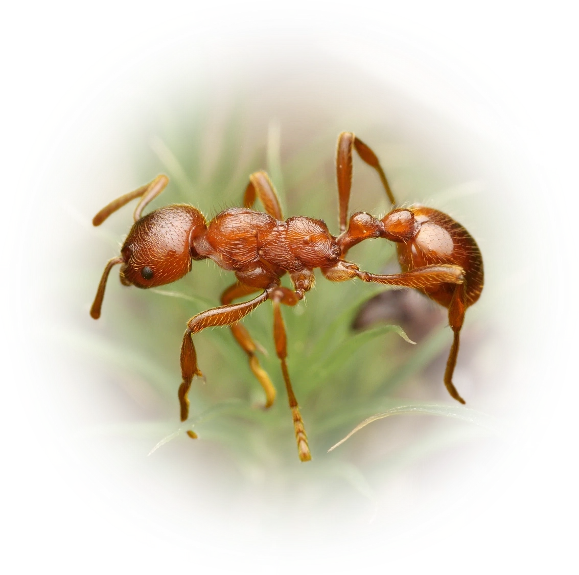 Scientific illustration of Manica rubida ant - showing key identification features including head, thorax, and gaster.