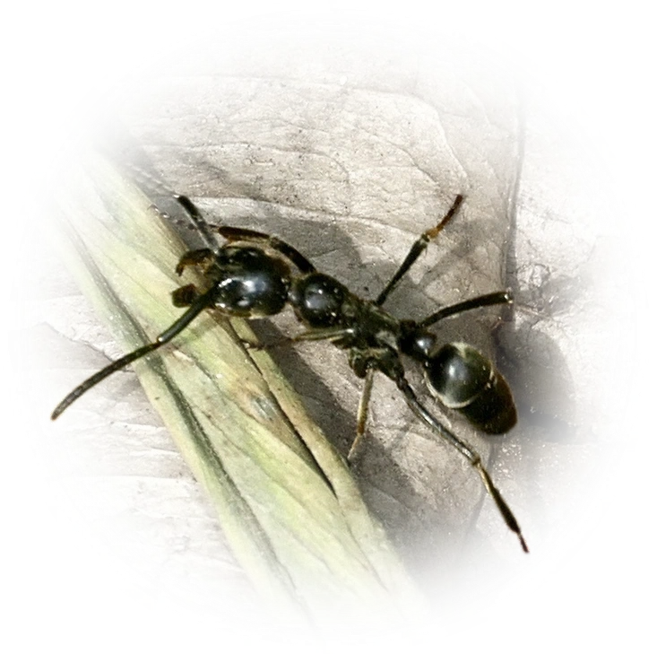 Scientific illustration of Megaponera analis (Matabele Ant) - showing key identification features including head, thorax, and gaster.