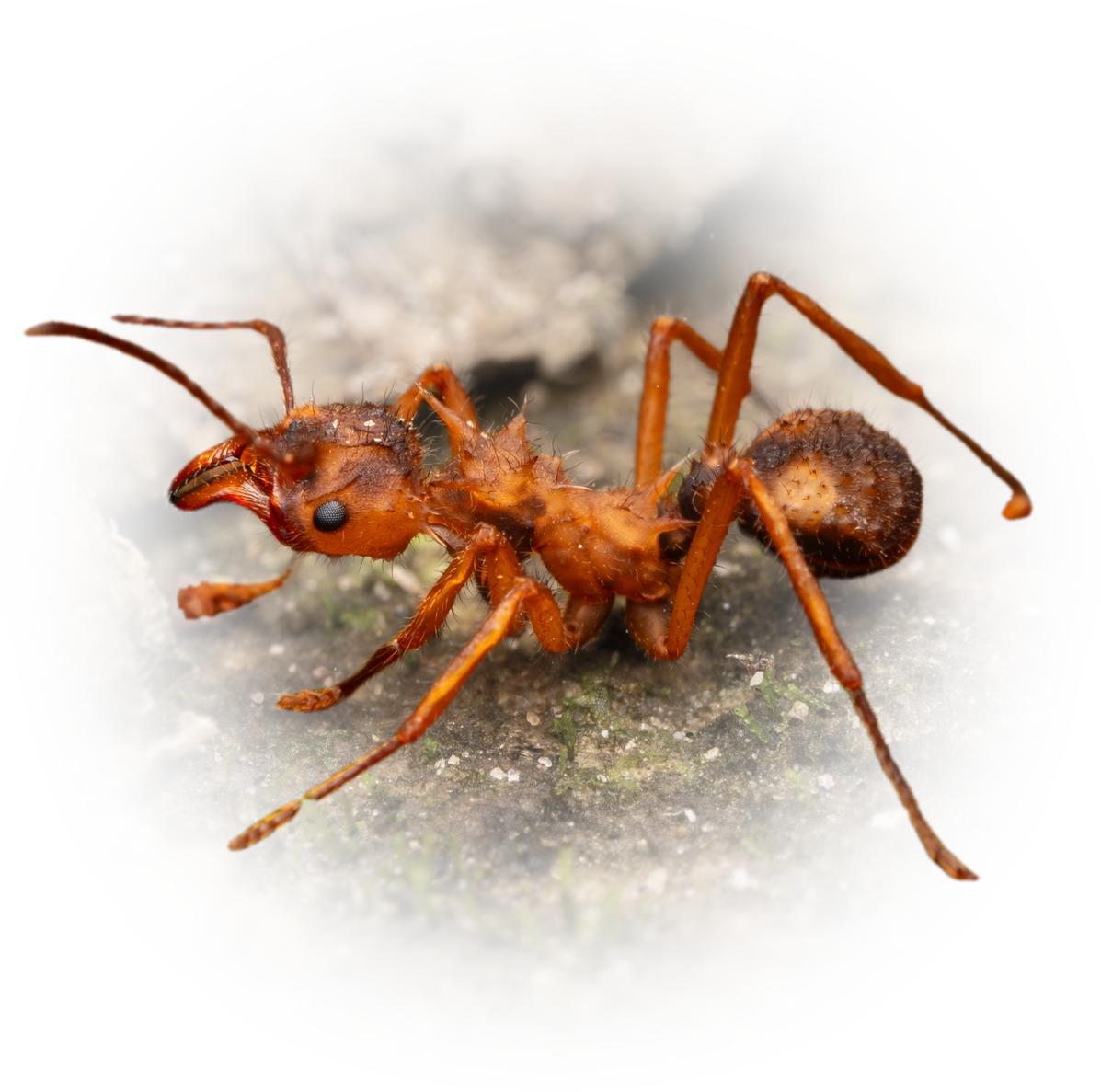Scientific illustration of Acromyrmex coronatus ant - showing key identification features including head, thorax, and gaster.