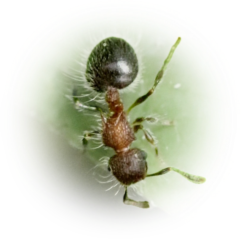 Scientific illustration of Meranoplus bicolor (Bicolored Shield Ant) - showing key identification features including head, thorax, and gaster.