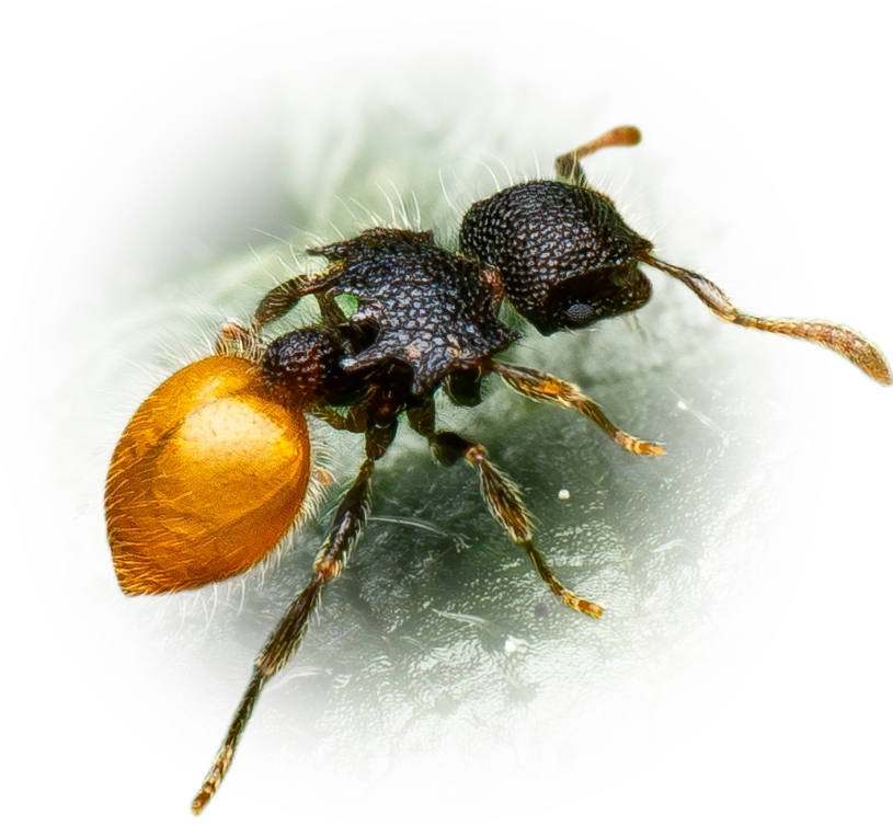 Scientific illustration of Meranoplus hirsutus ant - showing key identification features including head, thorax, and gaster.