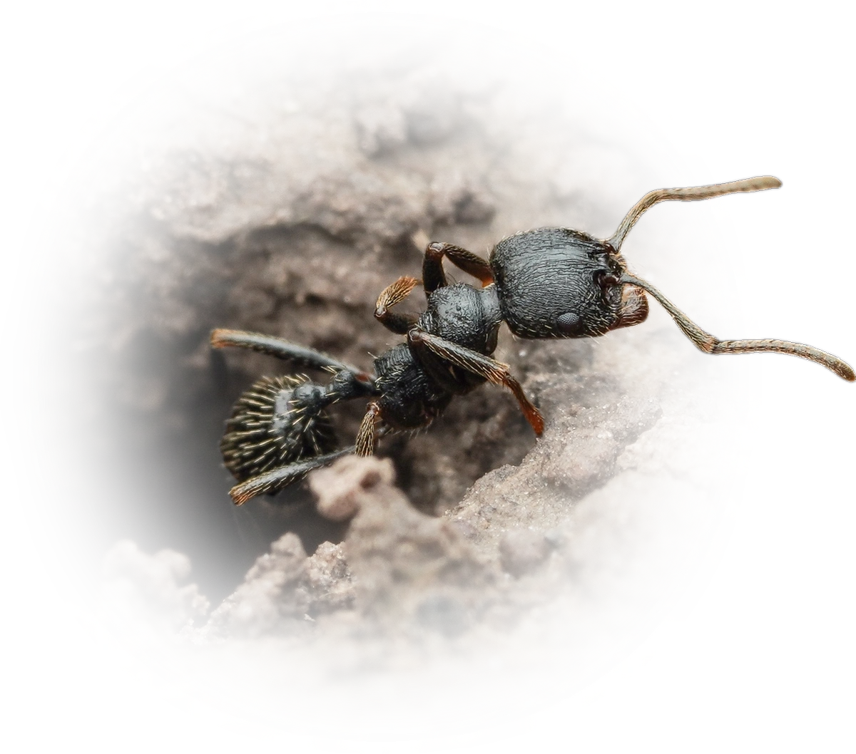 Scientific illustration of Messor aciculatus ant - showing key identification features including head, thorax, and gaster.