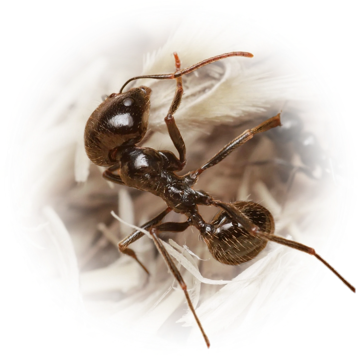 Scientific illustration of Messor barbarus (Barbary Harvester Ant) - showing key identification features including head, thorax, and gaster.