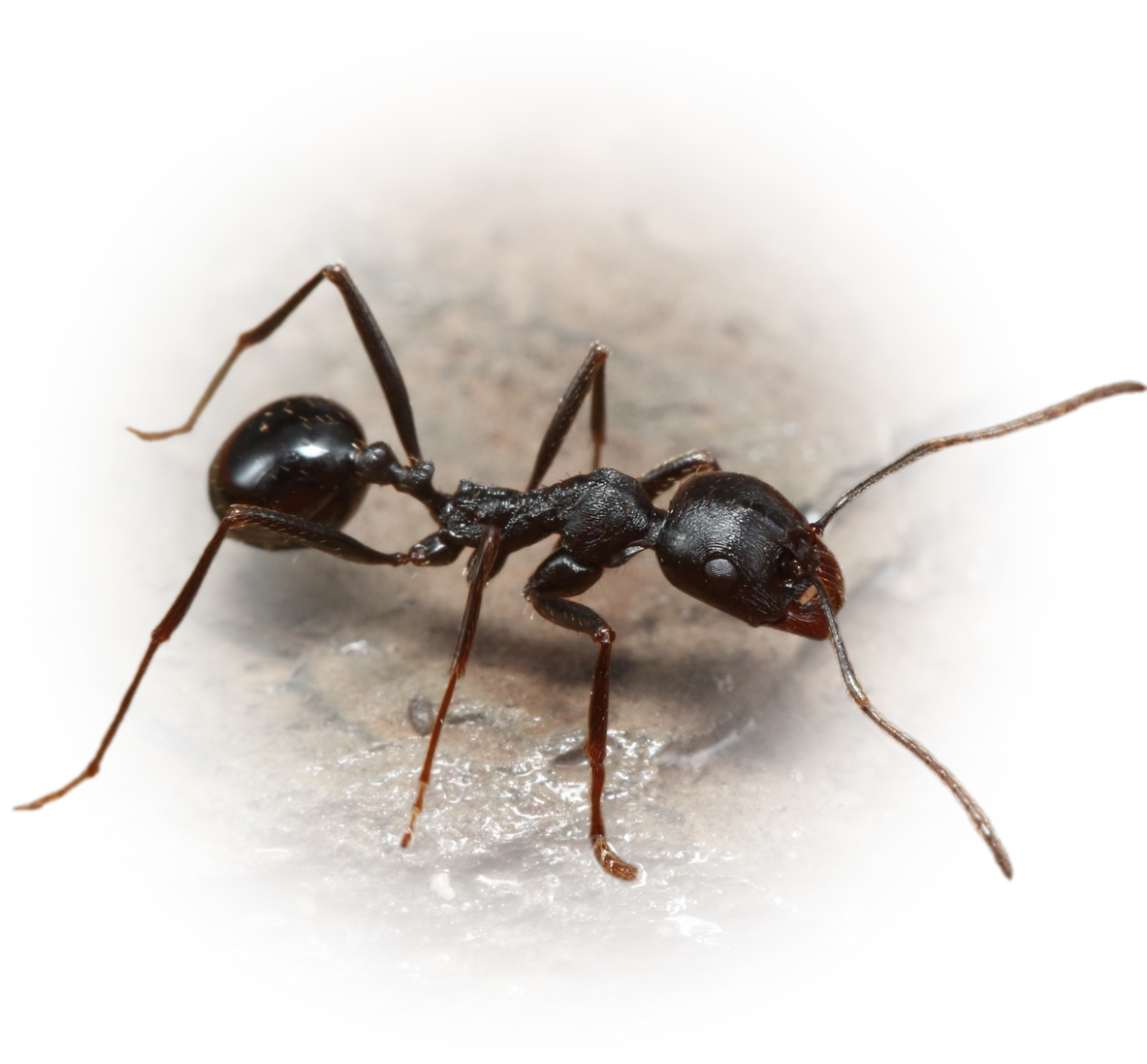 Scientific illustration of Messor capensis (Cape Harvester Ant) - showing key identification features including head, thorax, and gaster.