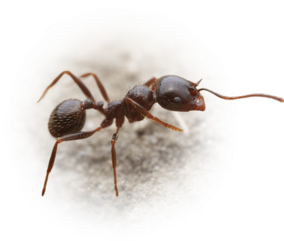 Scientific illustration of Messor ibericus (Iberian Harvester Ant) - showing key identification features including head, thorax, and gaster.