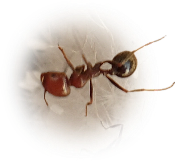 Scientific illustration of Messor minor (Canary Islands Harvester Ant) - showing key identification features including head, thorax, and gaster.