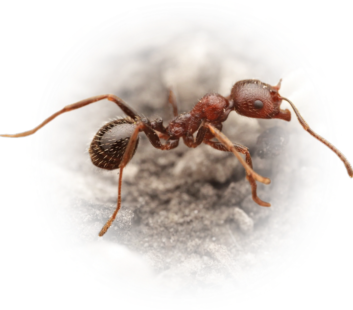 Scientific illustration of Messor structor ant - showing key identification features including head, thorax, and gaster.