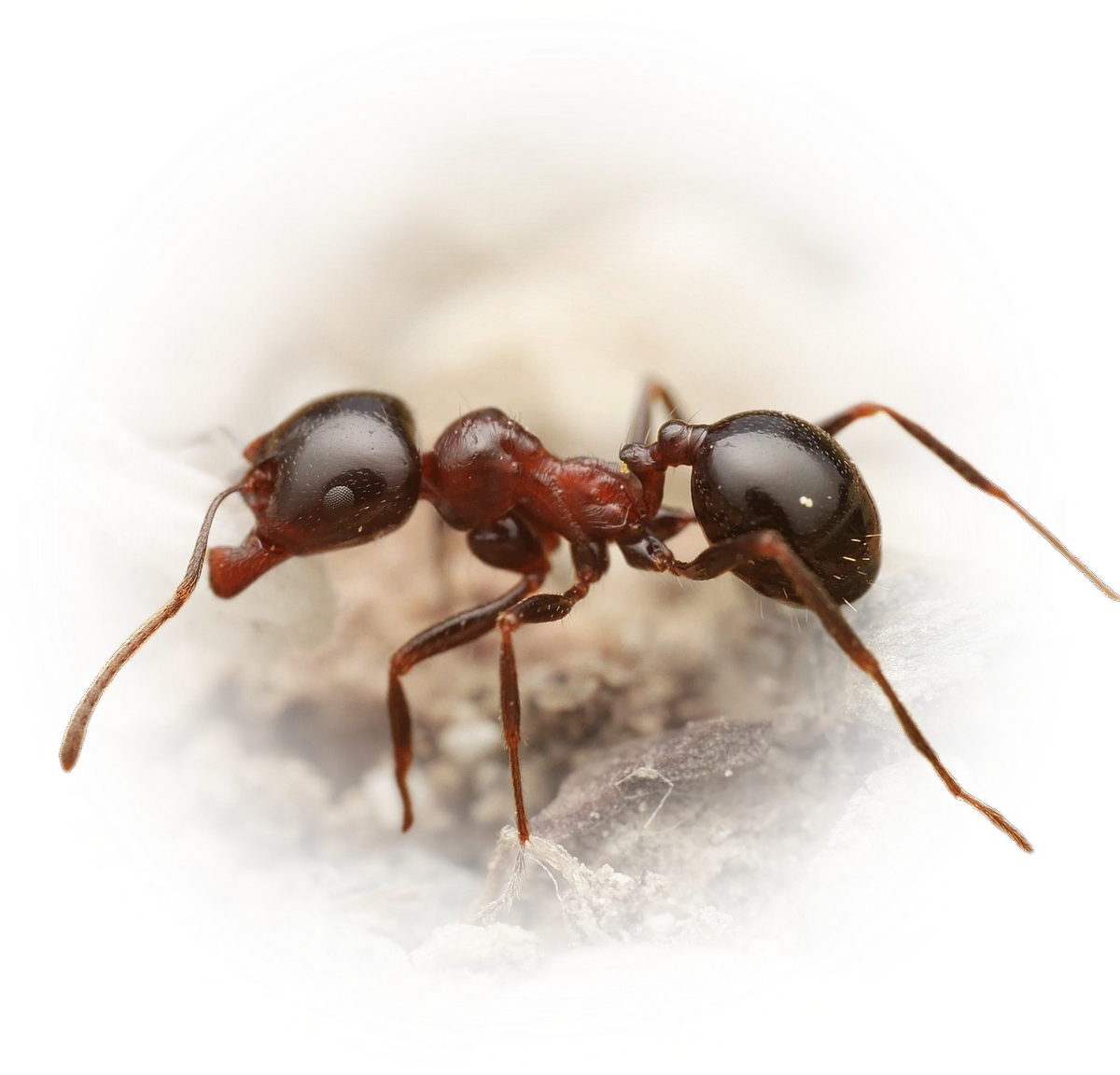 Scientific illustration of Messor wasmanni (Wasmann's Harvester Ant) - showing key identification features including head, thorax, and gaster.