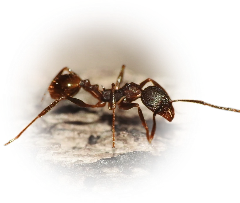 Scientific illustration of Aphaenogaster fulva (Tawny Collared Ant) - showing key identification features including head, thorax, and gaster.