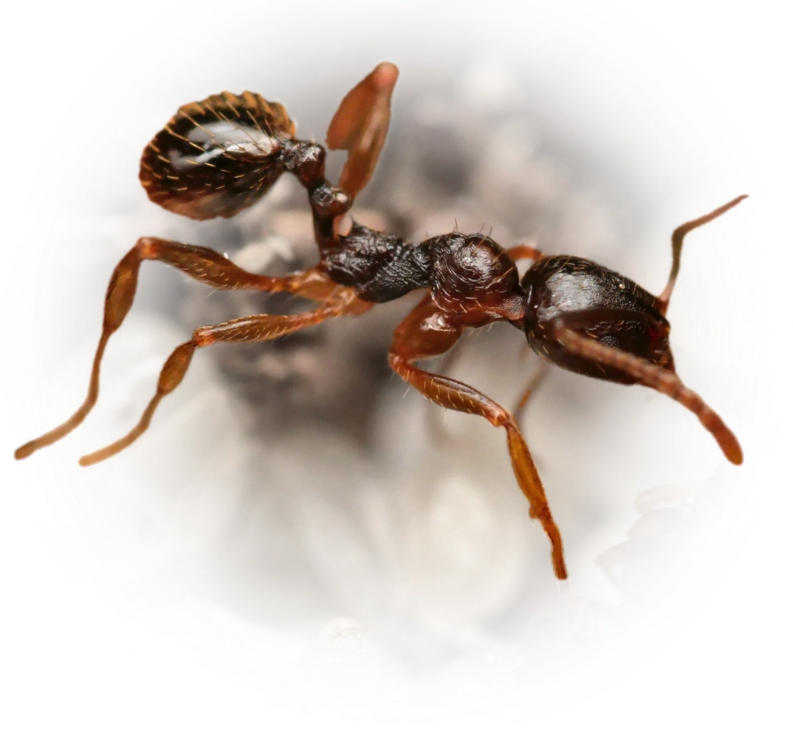 Scientific illustration of Aphaenogaster gibbosa ant - showing key identification features including head, thorax, and gaster.