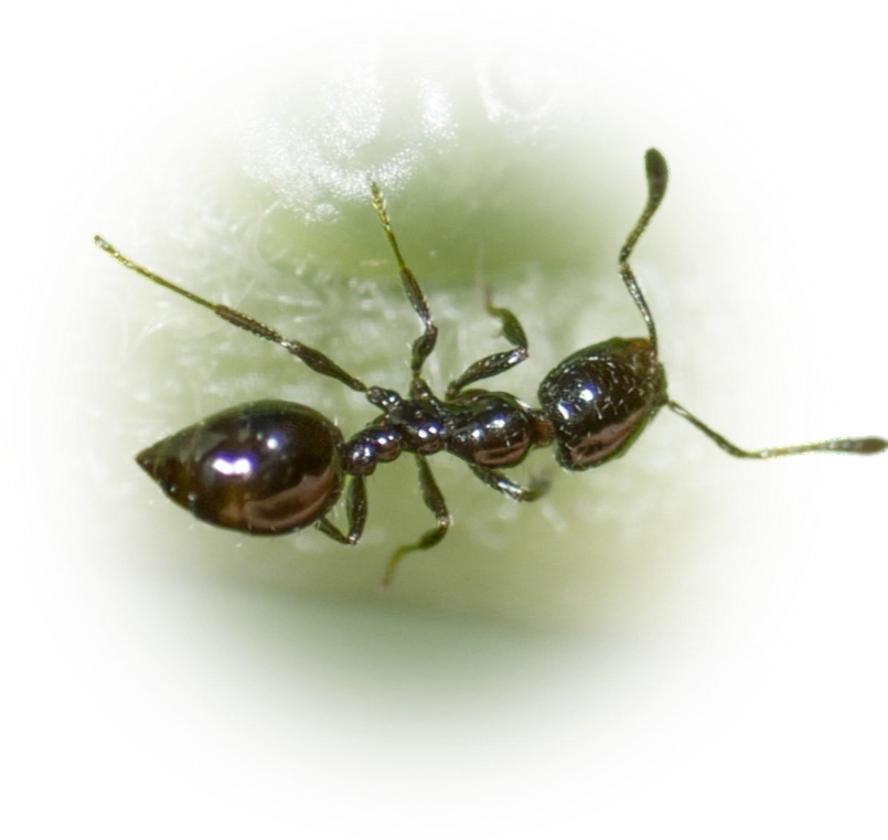Scientific illustration of Monomorium carbonarium ant - showing key identification features including head, thorax, and gaster.