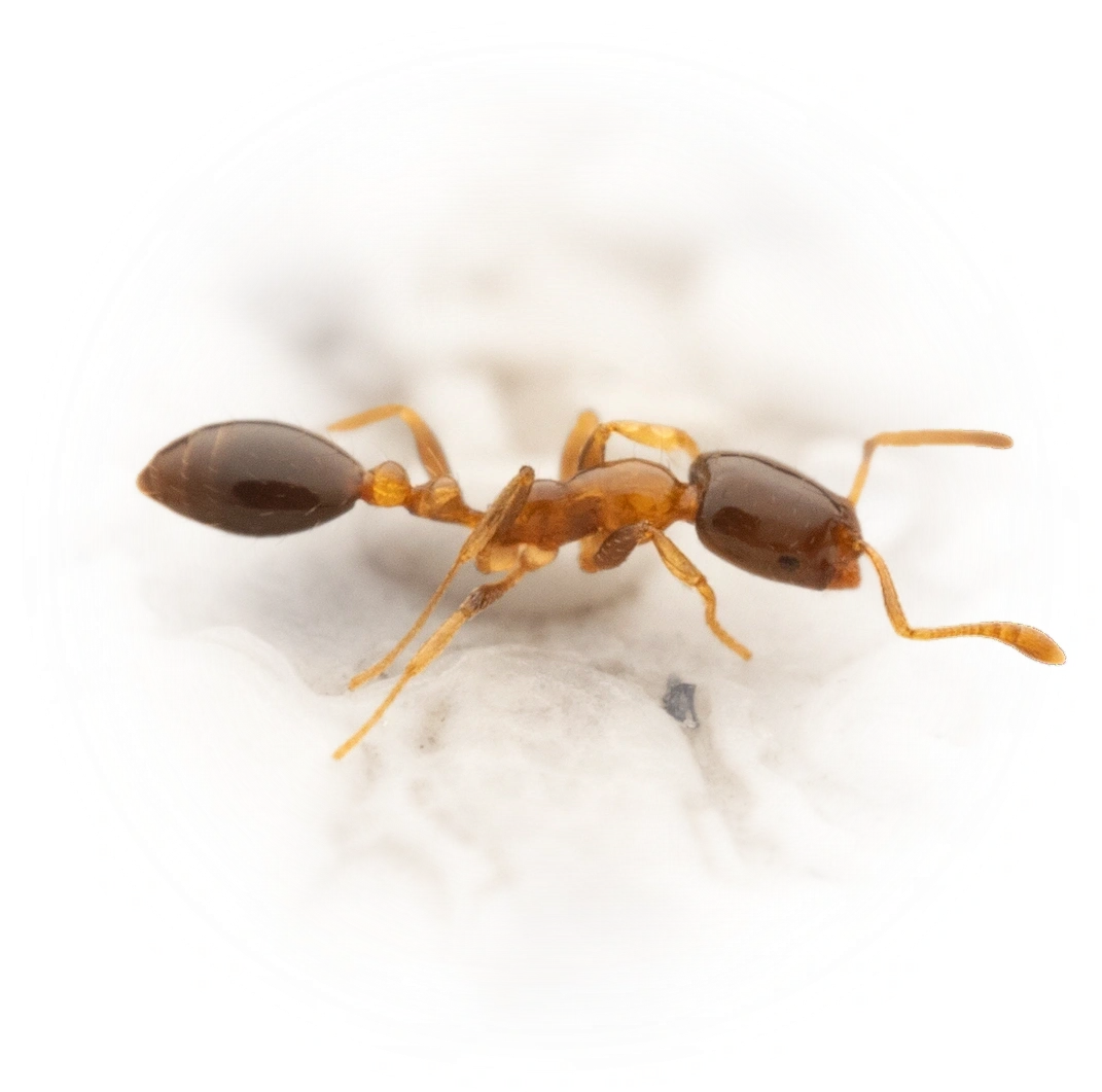 Scientific illustration of Monomorium floricola (Flower Ant) - showing key identification features including head, thorax, and gaster.