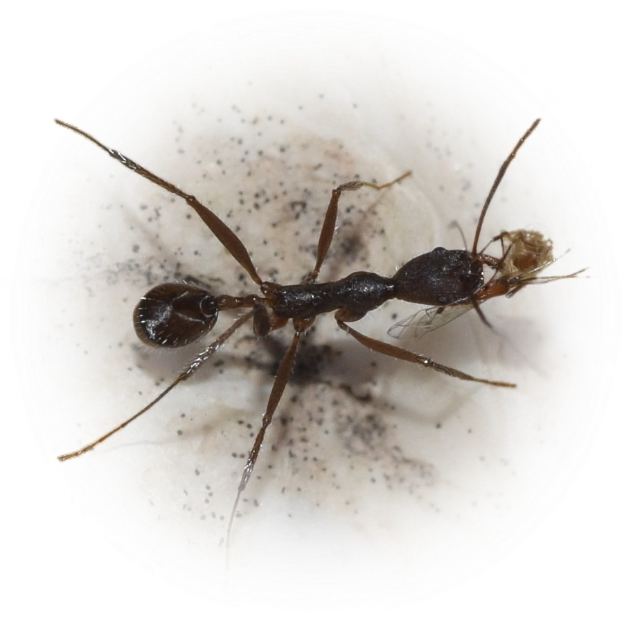 Scientific illustration of Aphaenogaster iberica ant - showing key identification features including head, thorax, and gaster.