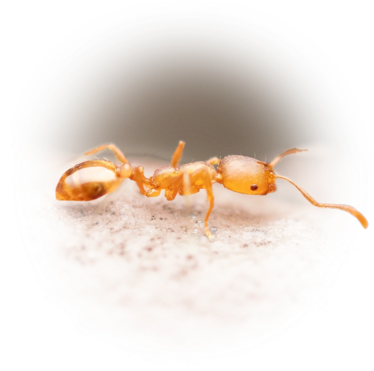Scientific illustration of Monomorium pharaonis (Pharaoh Ant) - showing key identification features including head, thorax, and gaster.