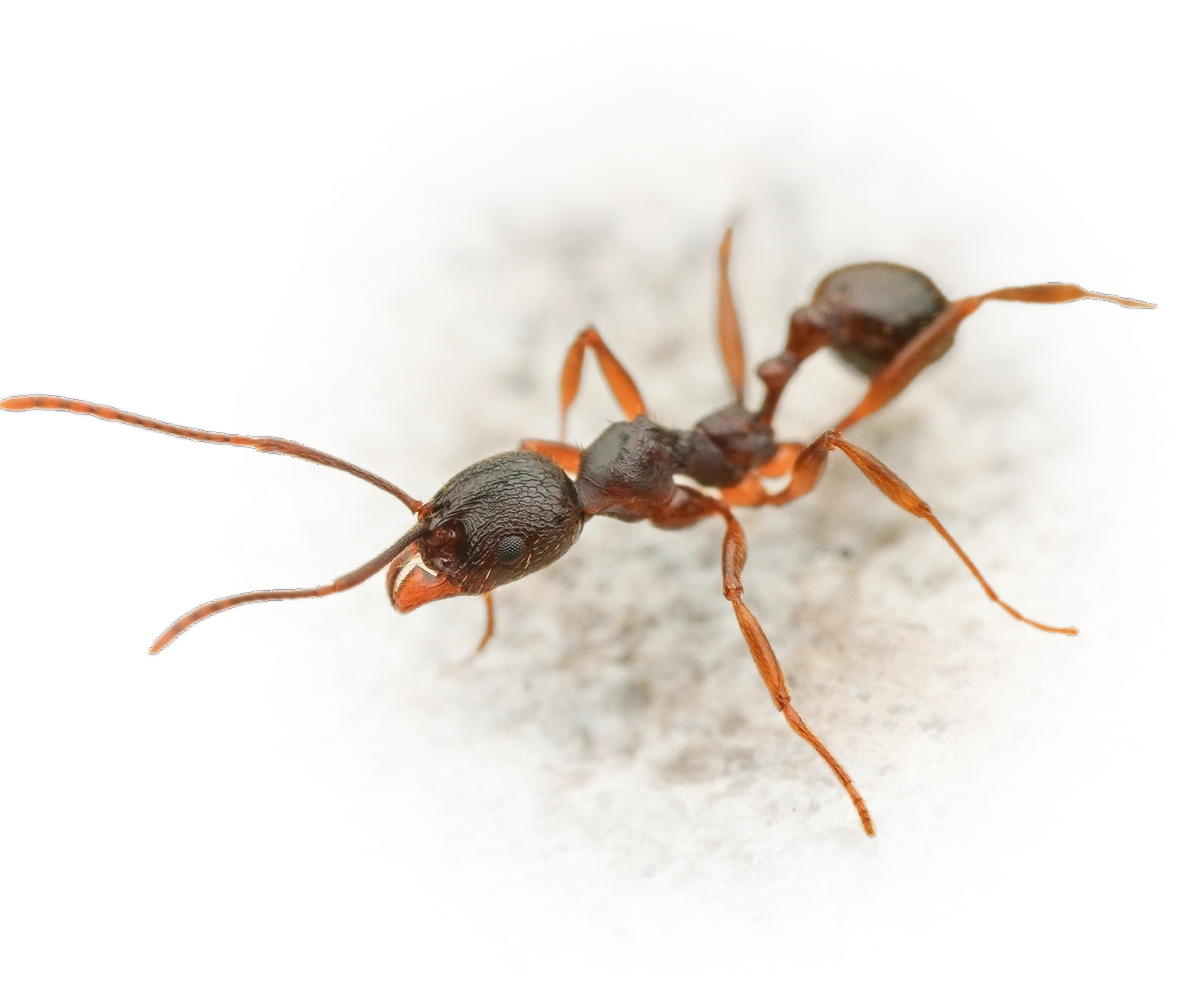 Scientific illustration of Aphaenogaster japonica ant - showing key identification features including head, thorax, and gaster.