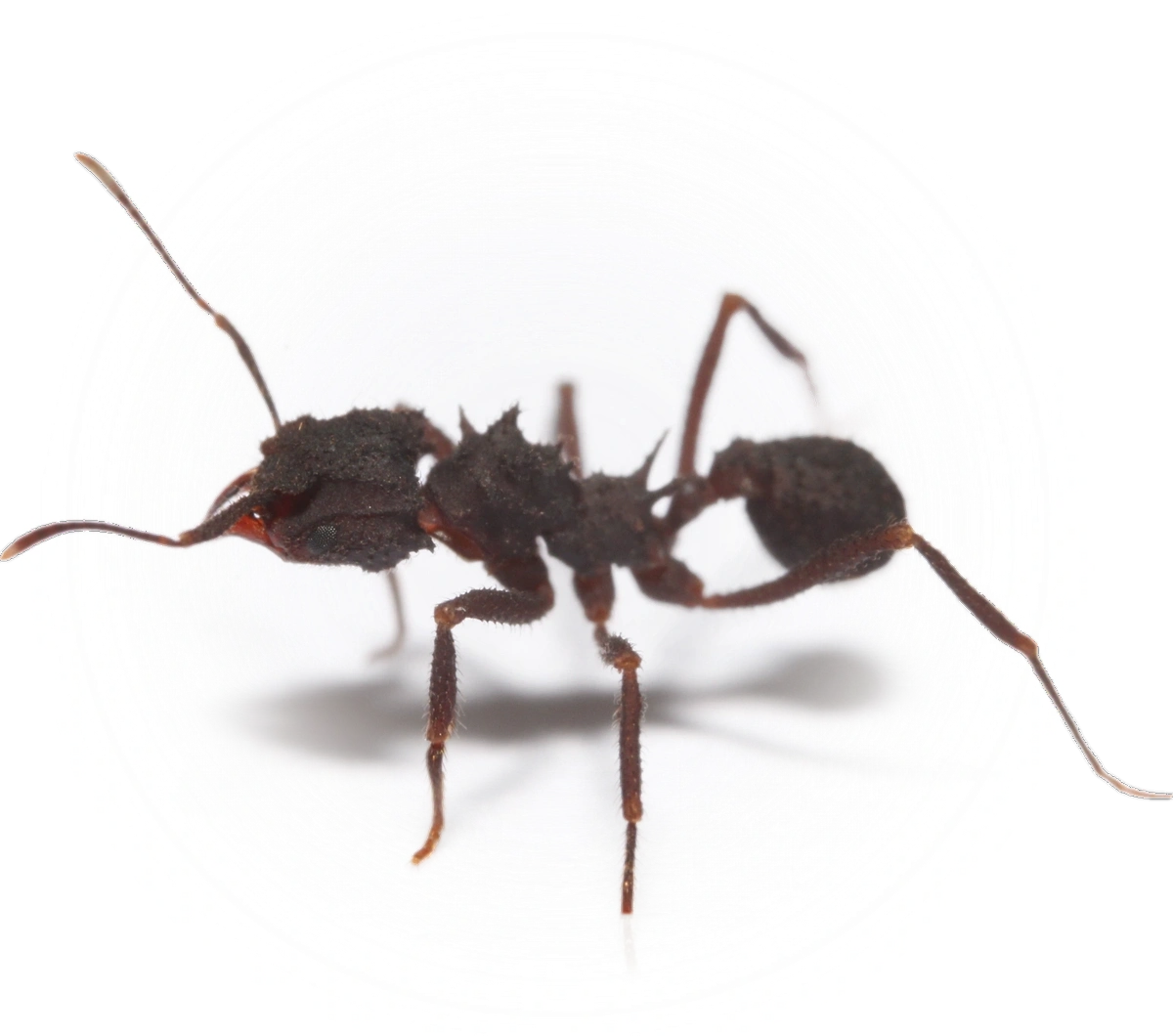 Scientific illustration of Mycetomoellerius urichii ant - showing key identification features including head, thorax, and gaster.
