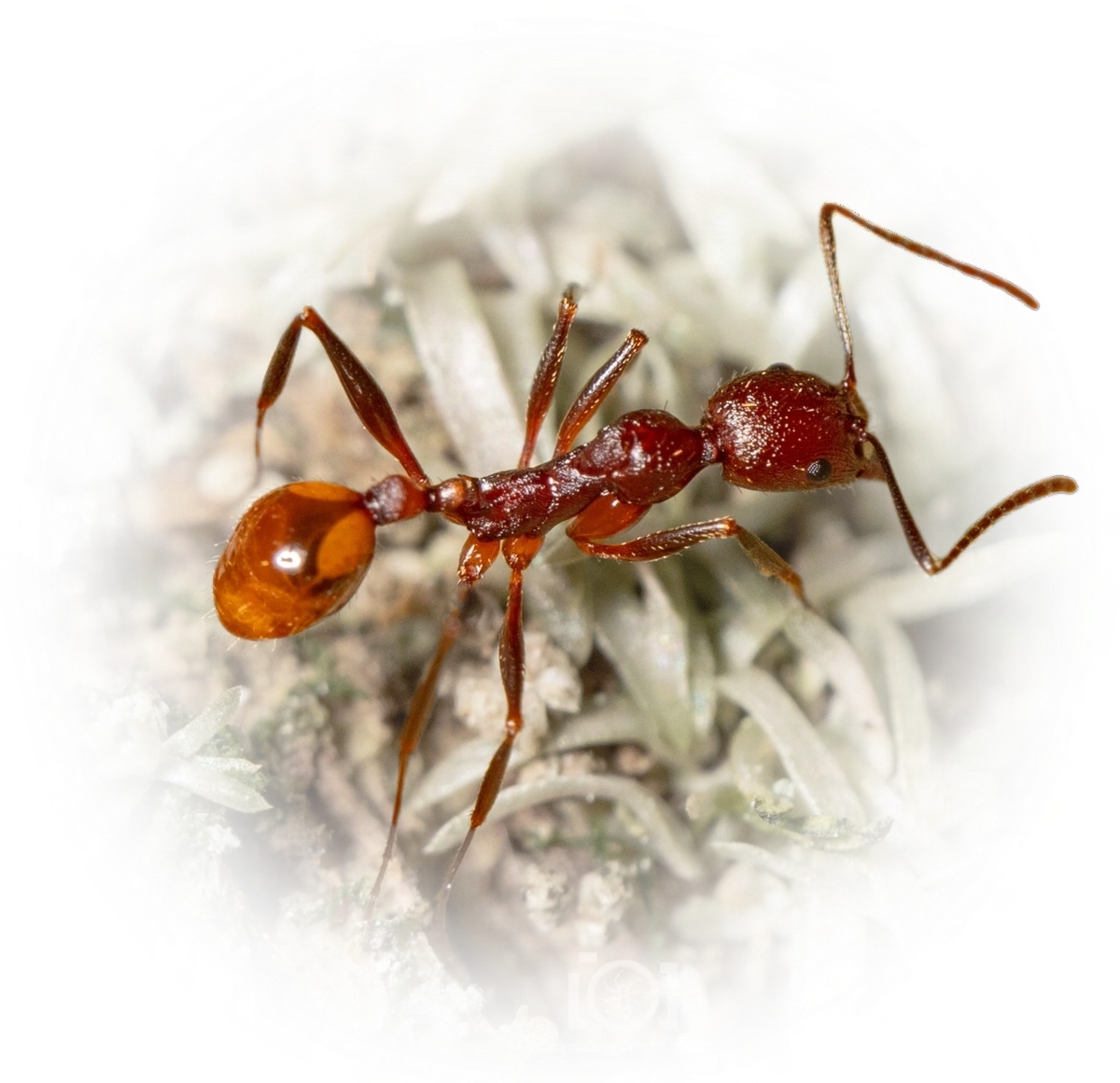 Scientific illustration of Aphaenogaster lamellidens (Notched Collared Ant) - showing key identification features including head, thorax, and gaster.