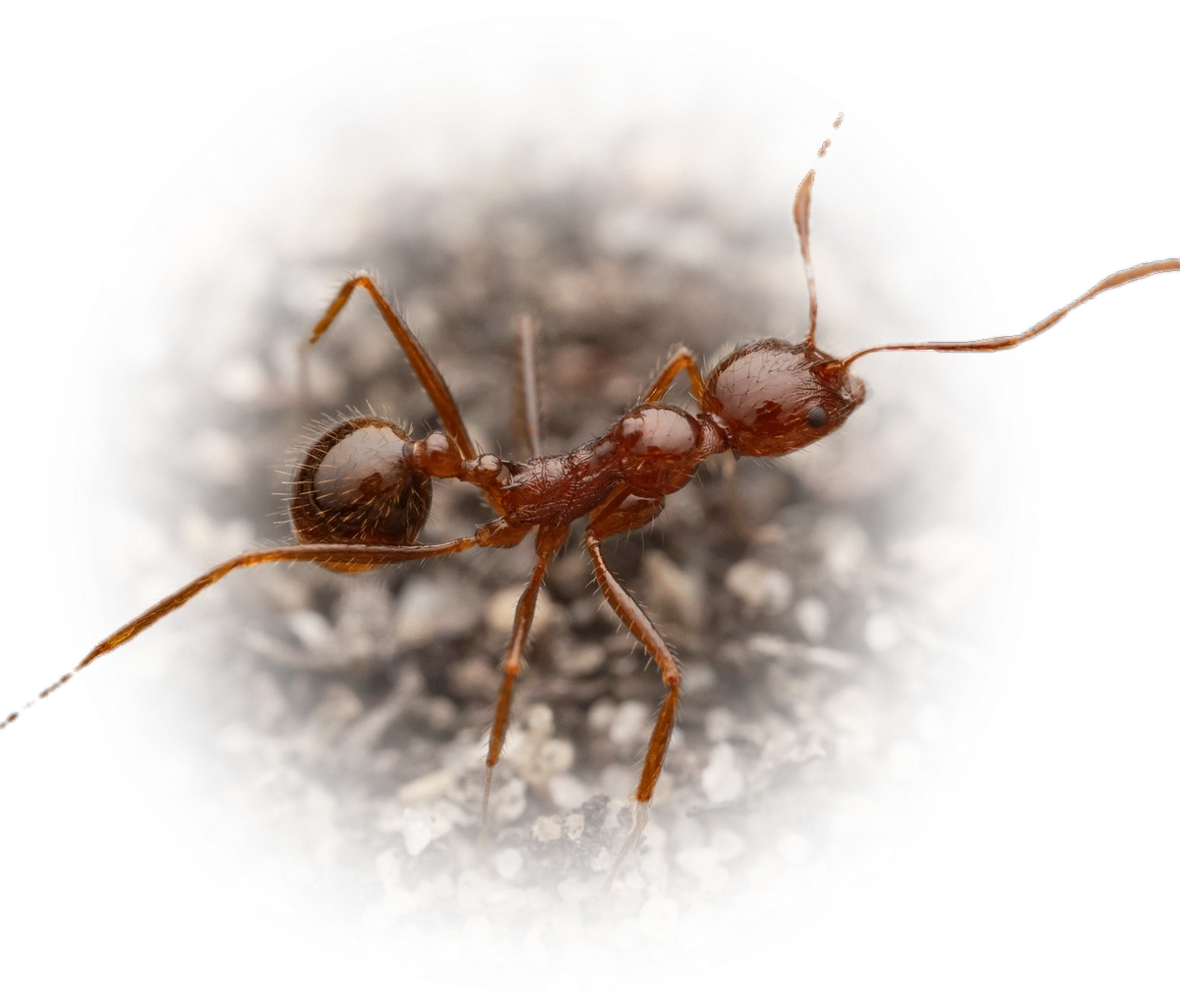 Scientific illustration of Aphaenogaster longiceps (Funnel Ant) - showing key identification features including head, thorax, and gaster.