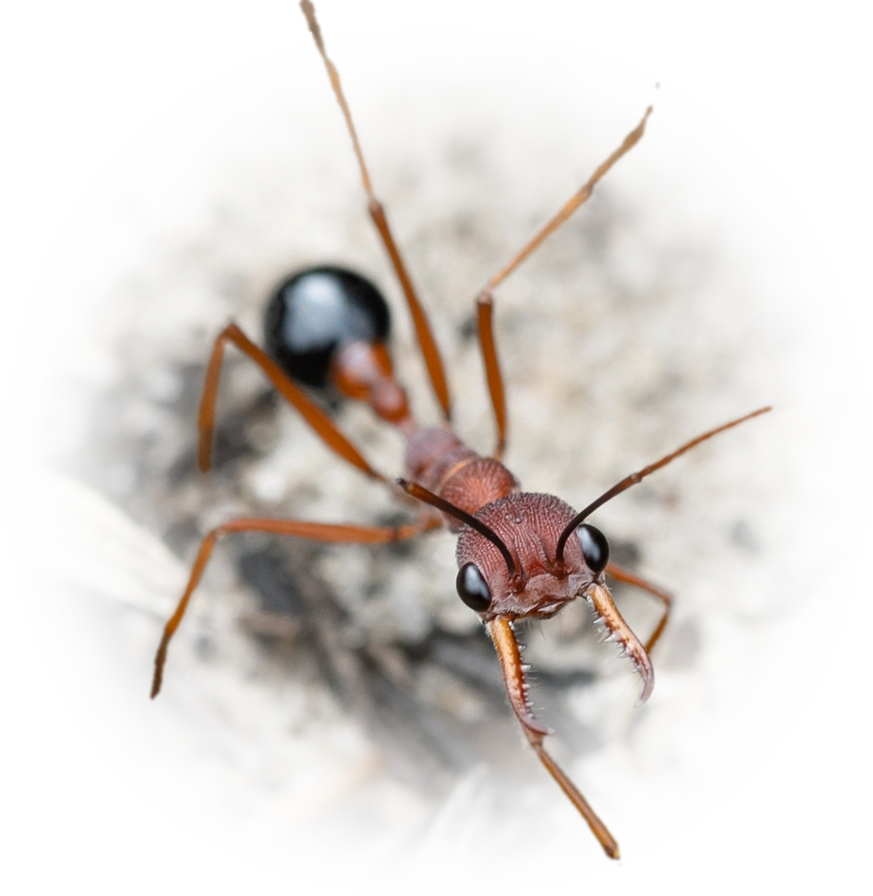 Scientific illustration of Myrmecia analis ant - showing key identification features including head, thorax, and gaster.