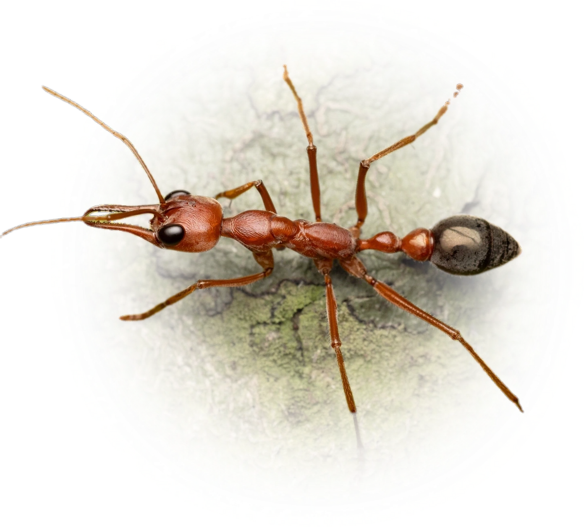 Scientific illustration of Myrmecia brevinoda (Giant Bulldog Ant) - showing key identification features including head, thorax, and gaster.