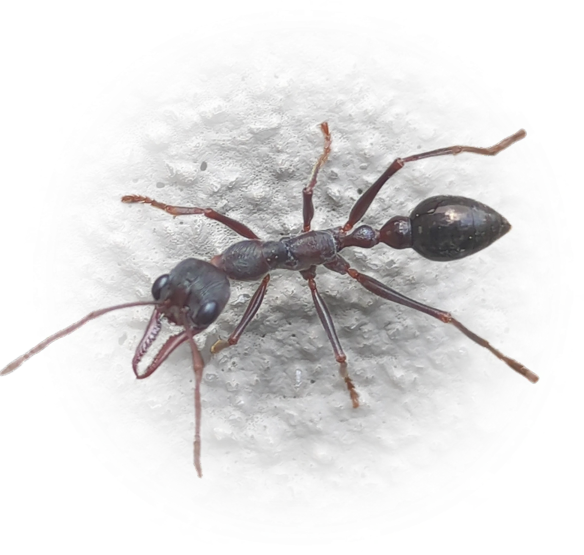 Scientific illustration of Myrmecia forficata (Inchman Ant) - showing key identification features including head, thorax, and gaster.