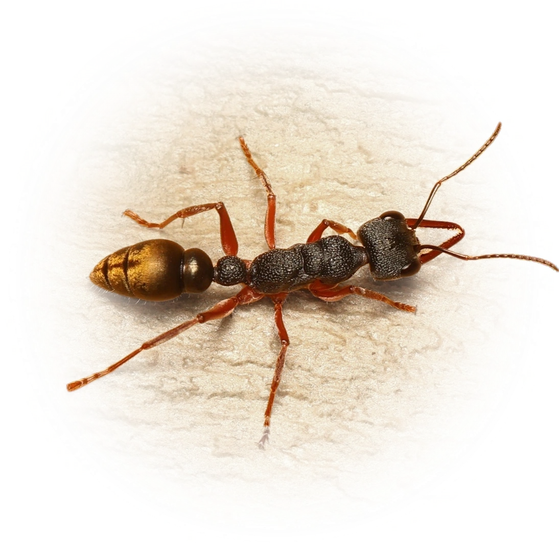 Scientific illustration of Myrmecia fulvipes (Tawny-legged Jack Jumper Ant) - showing key identification features including head, thorax, and gaster.