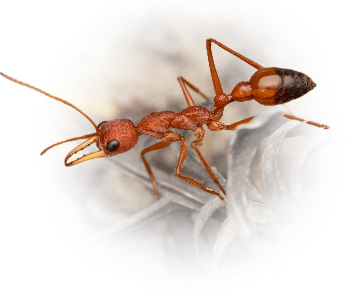 Scientific illustration of Myrmecia gulosa (Red Bull Ant) - showing key identification features including head, thorax, and gaster.