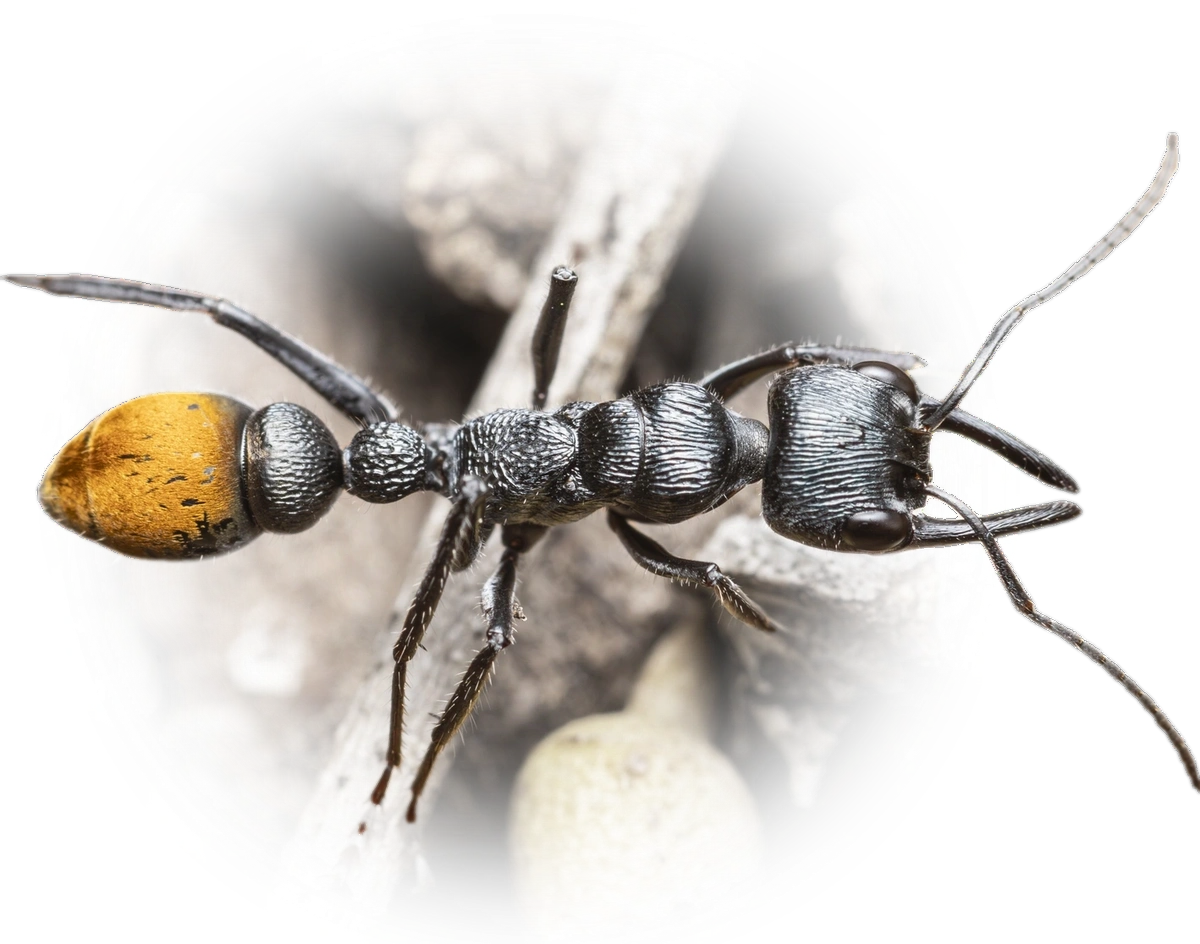 Scientific illustration of Myrmecia mandibularis (toothless bull ant) - showing key identification features including head, thorax, and gaster.