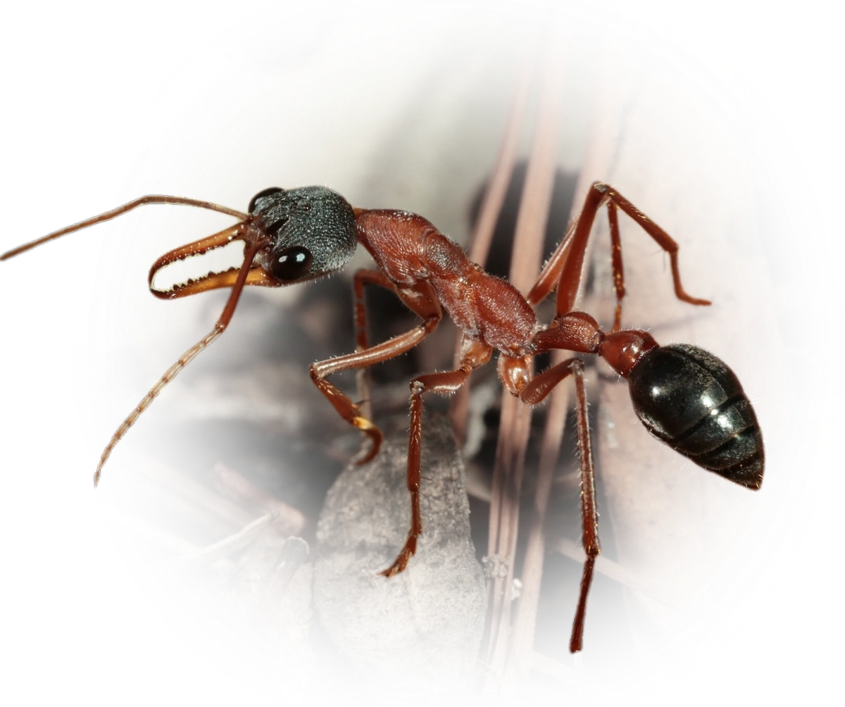 Scientific illustration of Myrmecia nigriceps (Black-headed Bull Ant) - showing key identification features including head, thorax, and gaster.