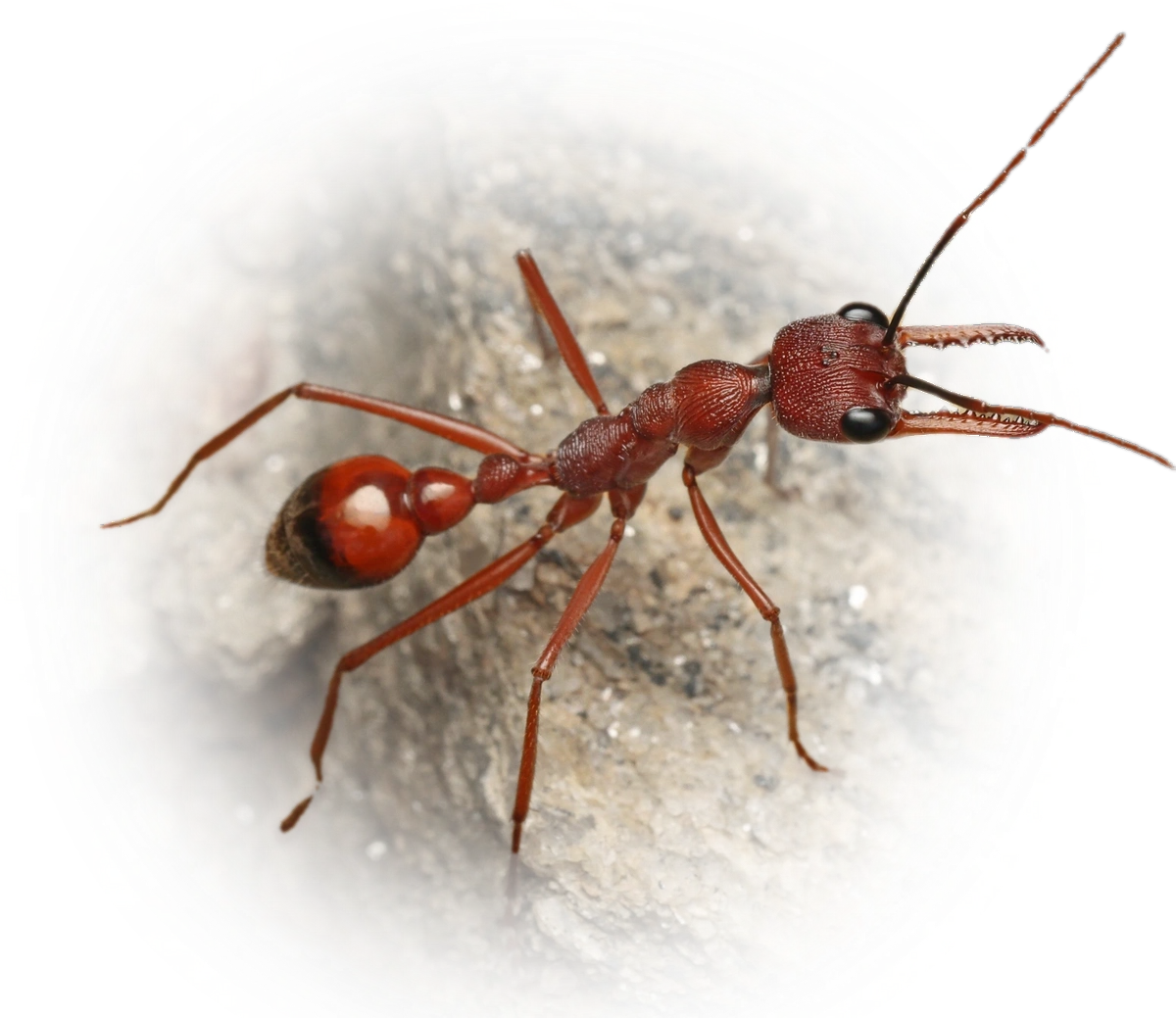 Scientific illustration of Myrmecia nigriscapa (Black-scaped Bull ant) - showing key identification features including head, thorax, and gaster.