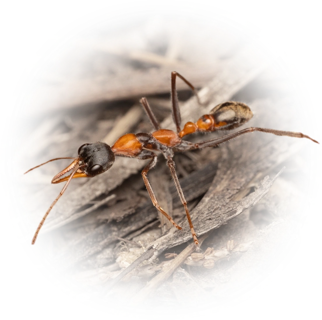 Scientific illustration of Myrmecia nigrocincta (Jumping Jack Ant) - showing key identification features including head, thorax, and gaster.
