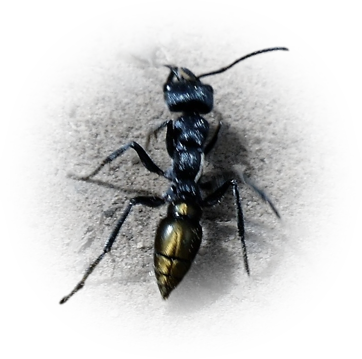 Scientific illustration of Myrmecia piliventris (Golden-tailed Bull Ant) - showing key identification features including head, thorax, and gaster.