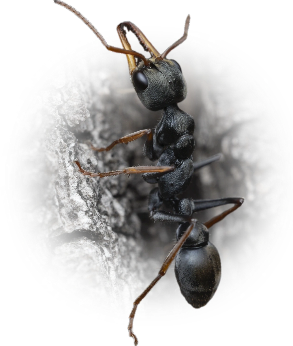 Scientific illustration of Myrmecia pilosula (Jack Jumper Ant) - showing key identification features including head, thorax, and gaster.