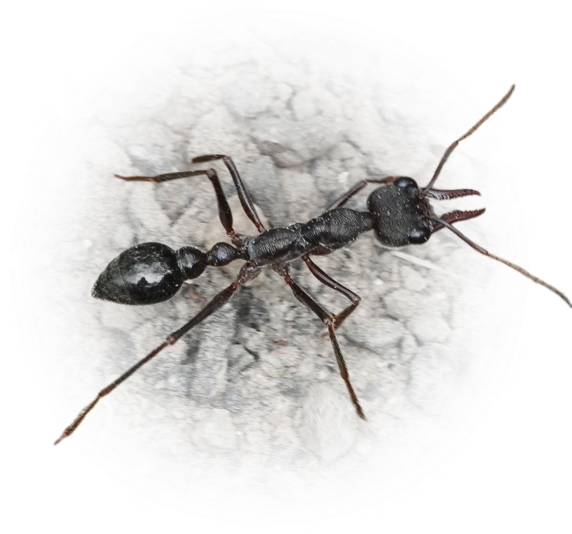 Scientific illustration of Myrmecia pyriformis (Inch Ant) - showing key identification features including head, thorax, and gaster.