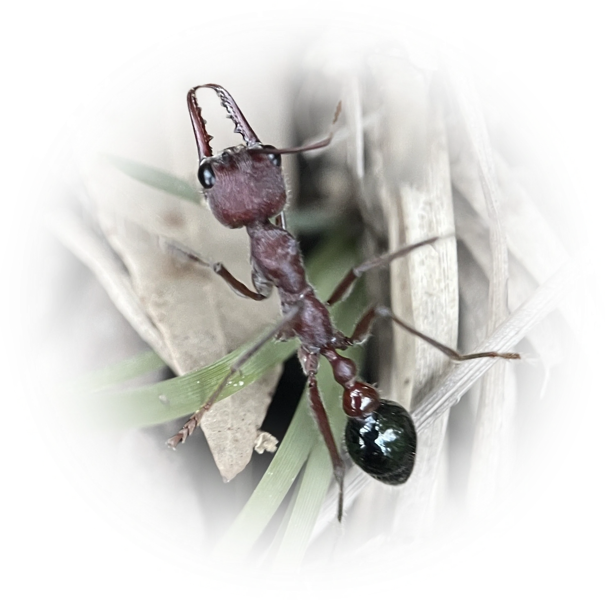 Scientific illustration of Myrmecia simillima (Australian Red Bull Ant) - showing key identification features including head, thorax, and gaster.