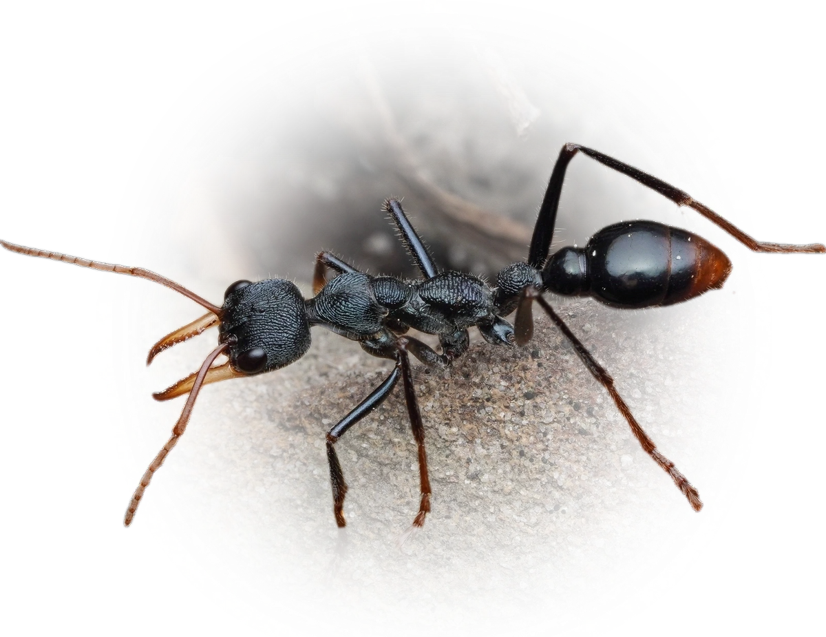 Scientific illustration of Myrmecia tarsata (Australian Jumper Ant) - showing key identification features including head, thorax, and gaster.