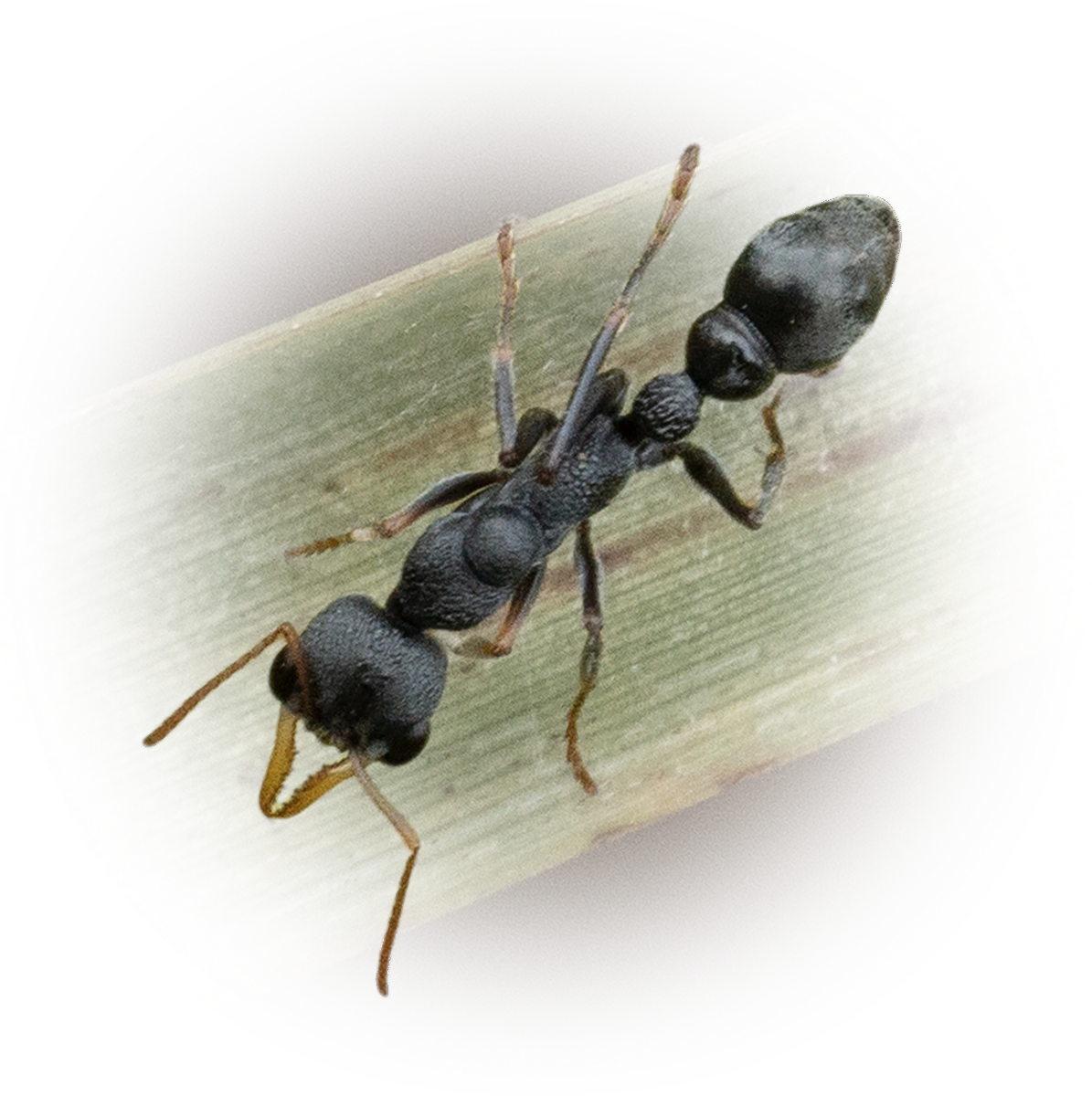 Scientific illustration of Myrmecia urens (baby bull ant) - showing key identification features including head, thorax, and gaster.
