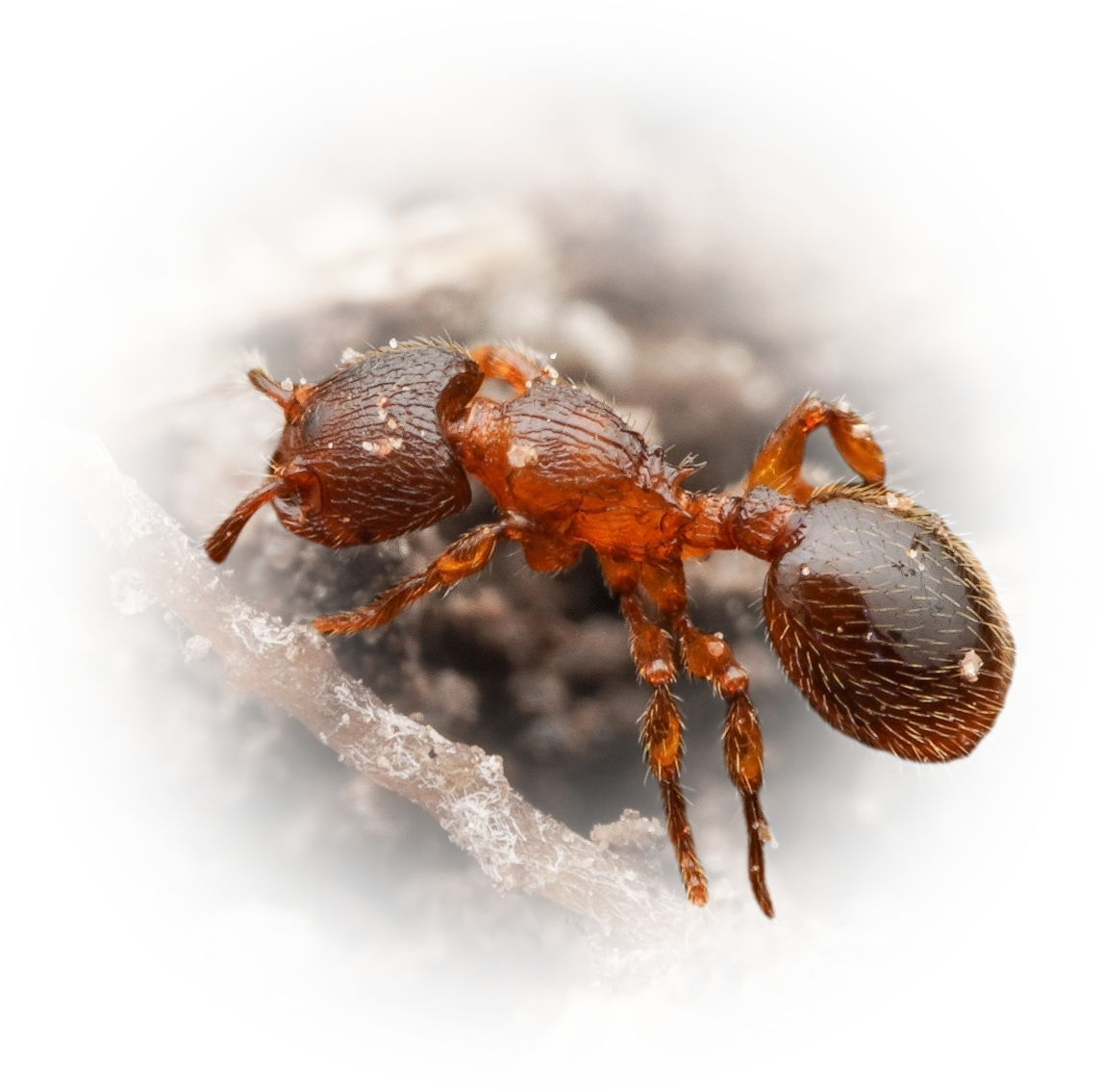 Scientific illustration of Myrmecina americana (American Mite-eating Ant) - showing key identification features including head, thorax, and gaster.