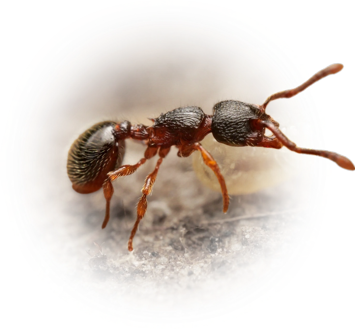Scientific illustration of Myrmecina graminicola (woodlouse ant) - showing key identification features including head, thorax, and gaster.