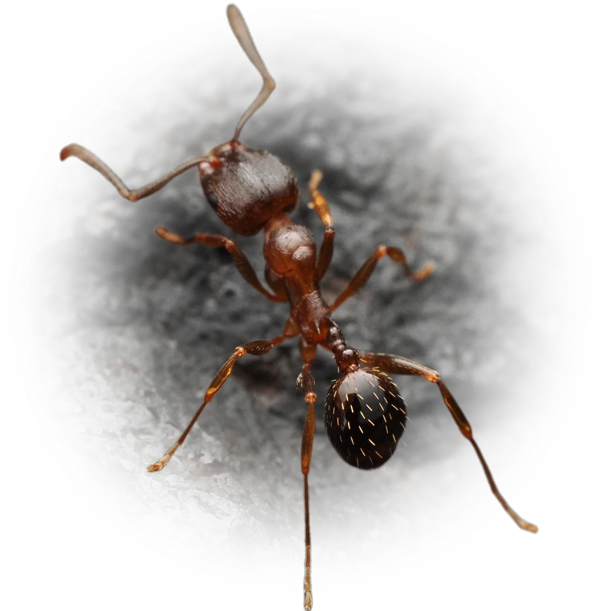 Scientific illustration of Aphaenogaster occidentalis (Western Collared Ant) - showing key identification features including head, thorax, and gaster.