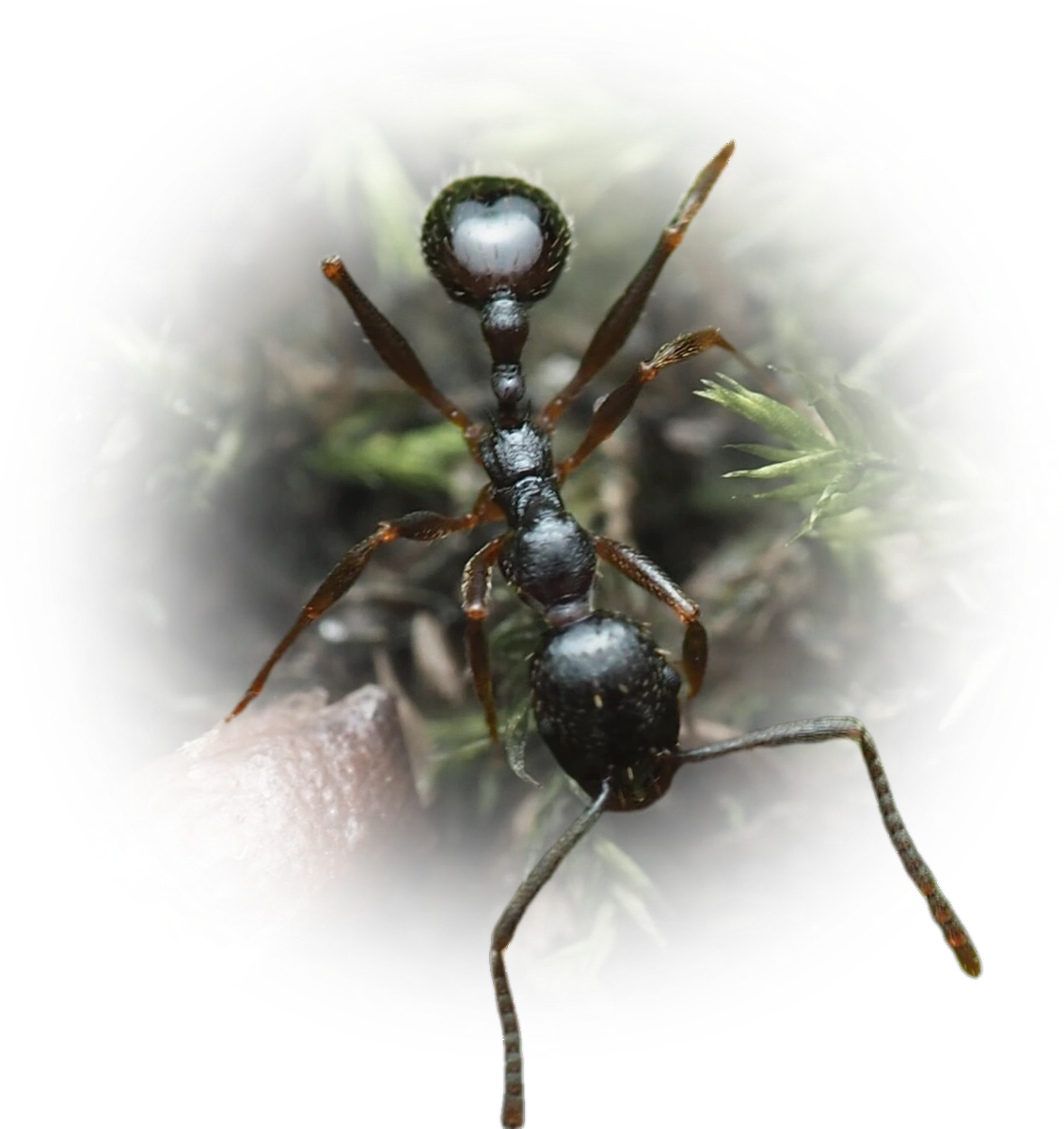 Scientific illustration of Aphaenogaster picea (Pitch-black Collared Ant) - showing key identification features including head, thorax, and gaster.