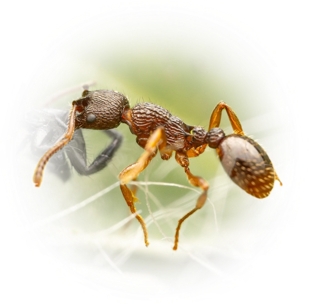 Scientific illustration of Myrmica lobicornis ant - showing key identification features including head, thorax, and gaster.