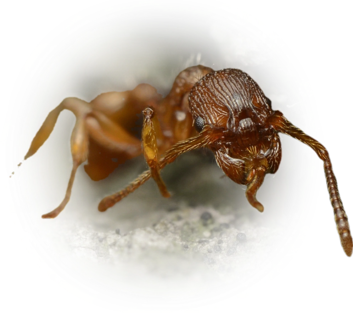 Scientific illustration of Myrmica lonae ant - showing key identification features including head, thorax, and gaster.