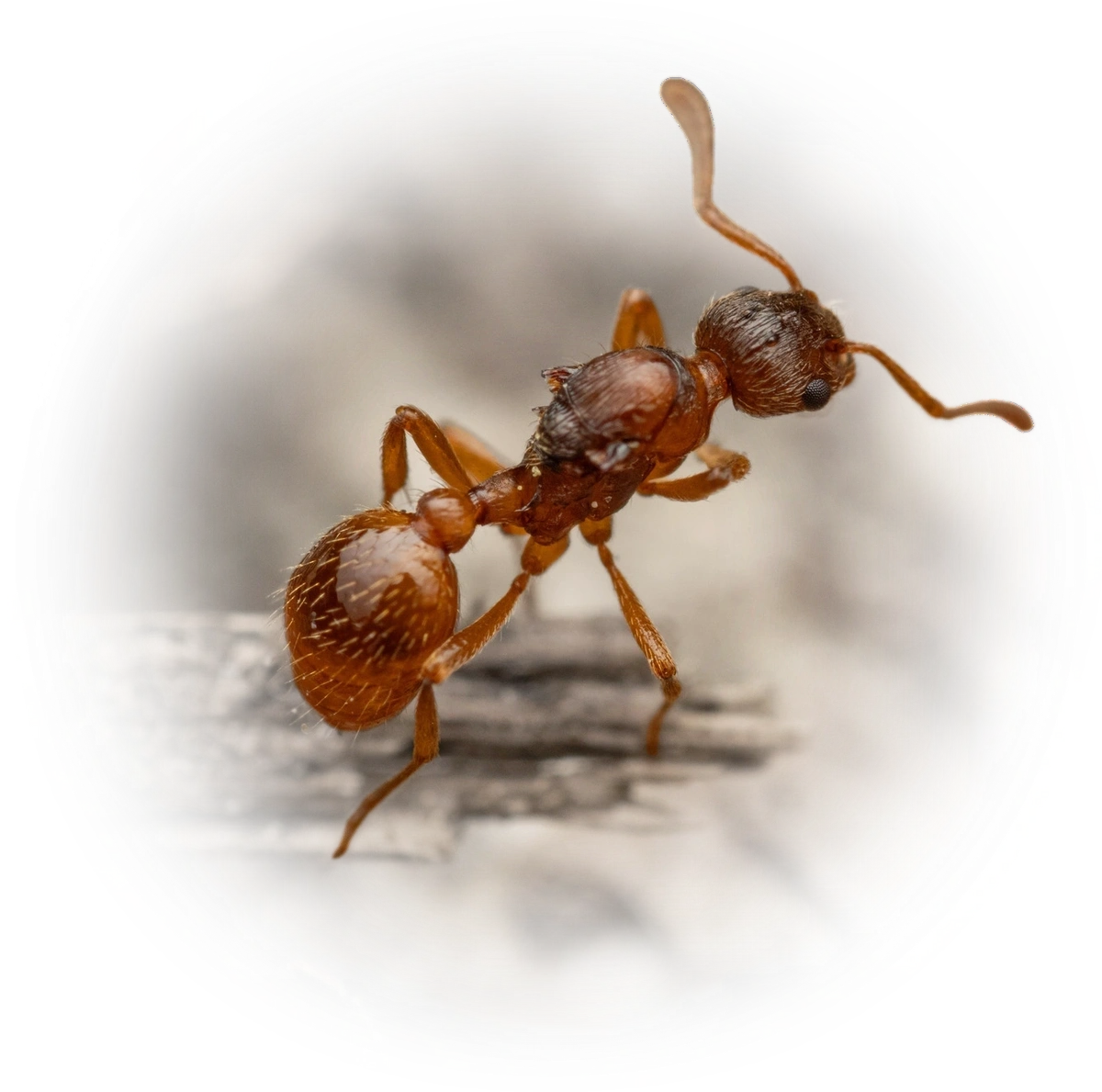 Scientific illustration of Myrmica rubra (European fire ant) - showing key identification features including head, thorax, and gaster.
