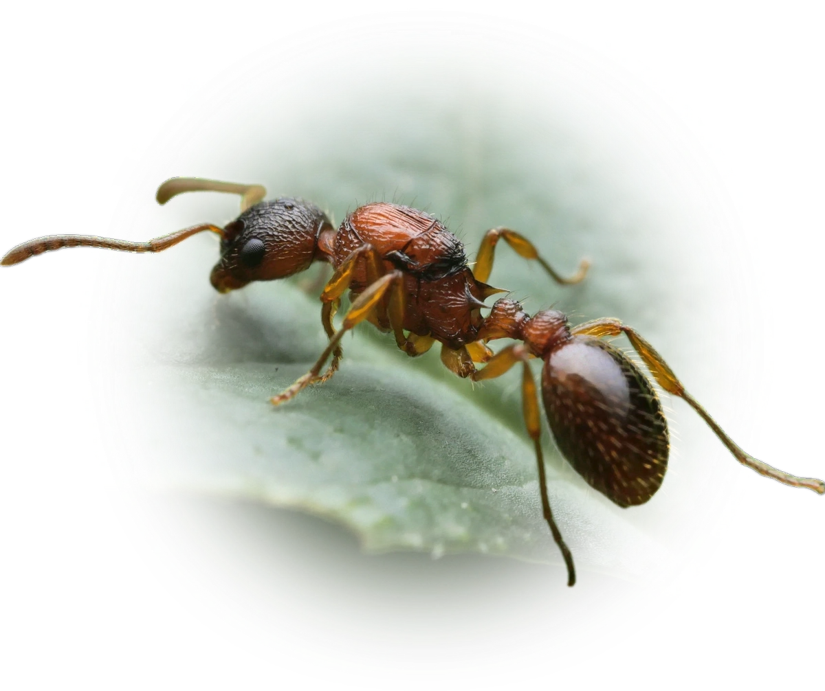 Scientific illustration of Myrmica ruginodis (Woodland Red Ant) - showing key identification features including head, thorax, and gaster.