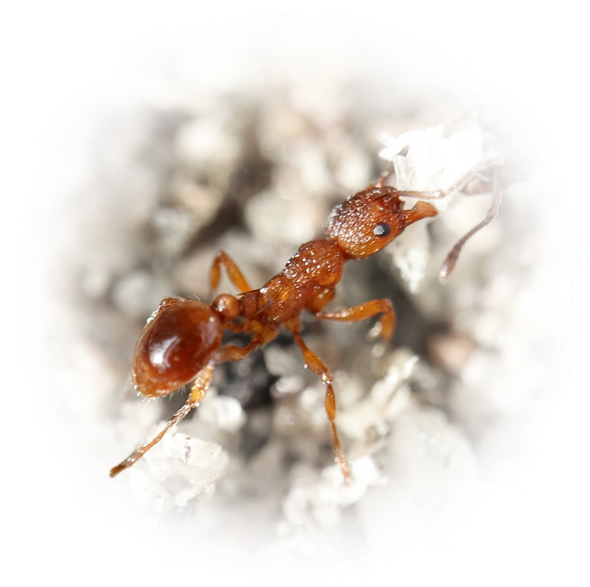 Scientific illustration of Myrmica rugulosa ant - showing key identification features including head, thorax, and gaster.